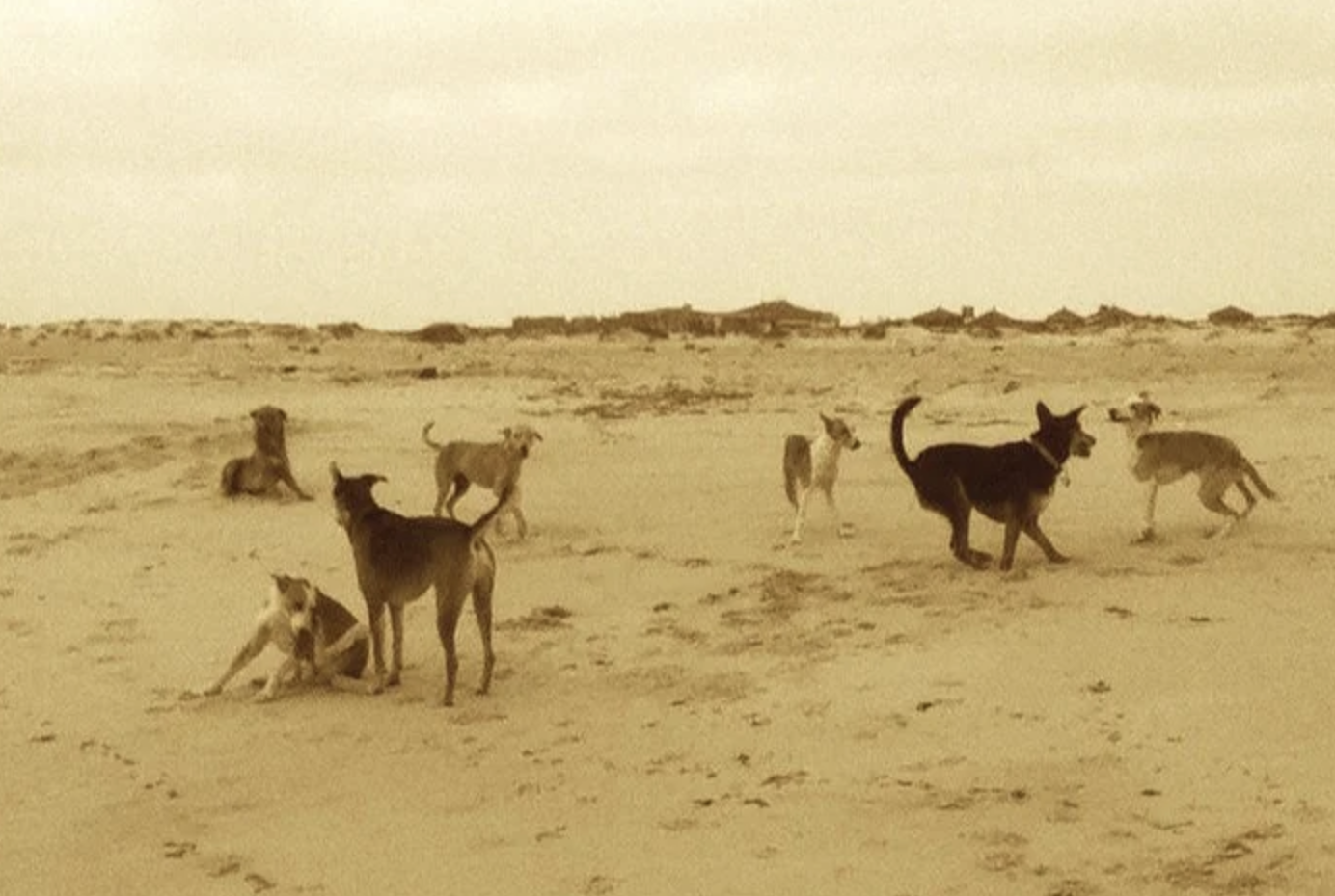 A pack of free-roaming dogs in Mauritania