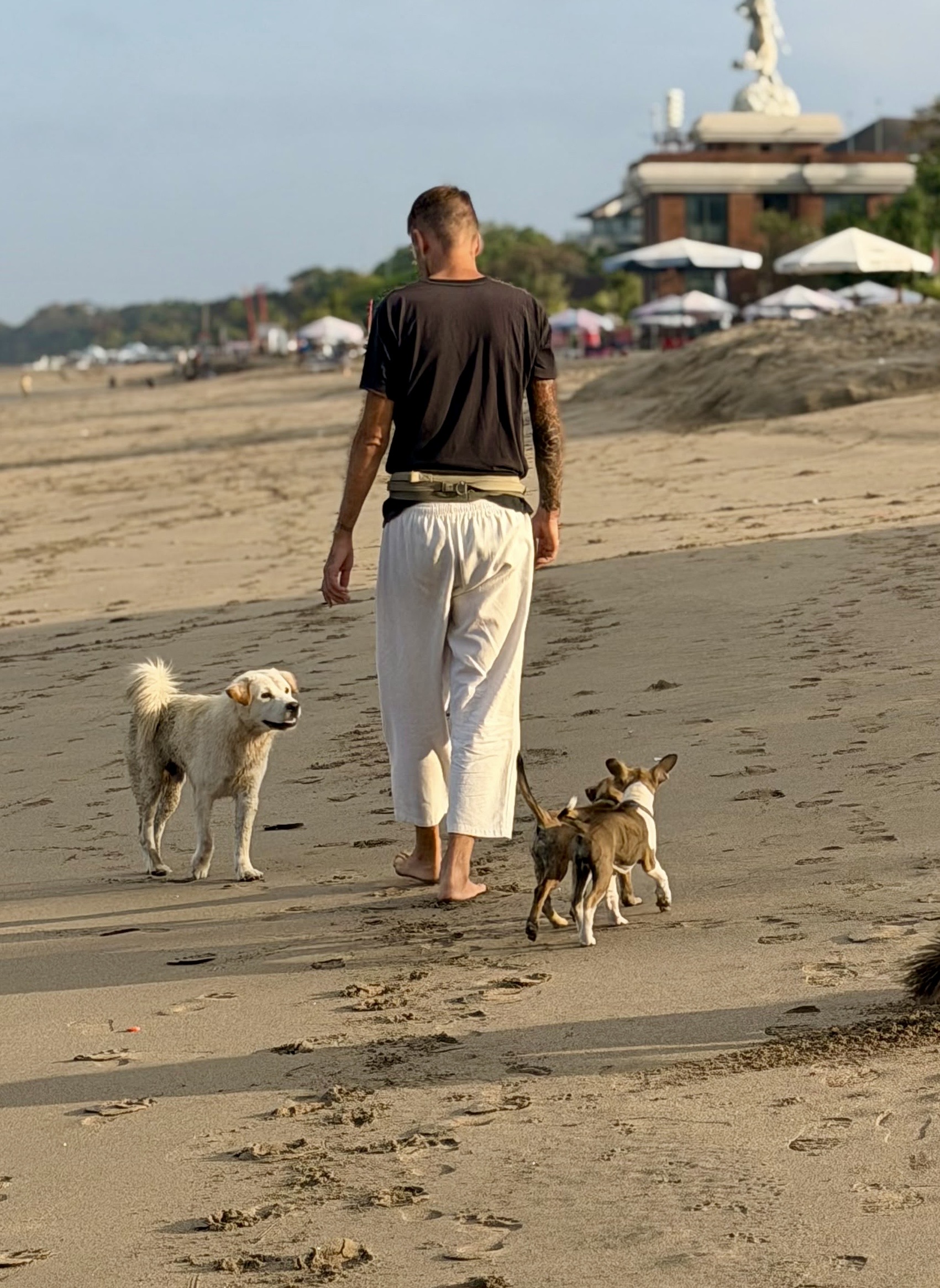 Stephan Mairesse walking on the beach with three dogs