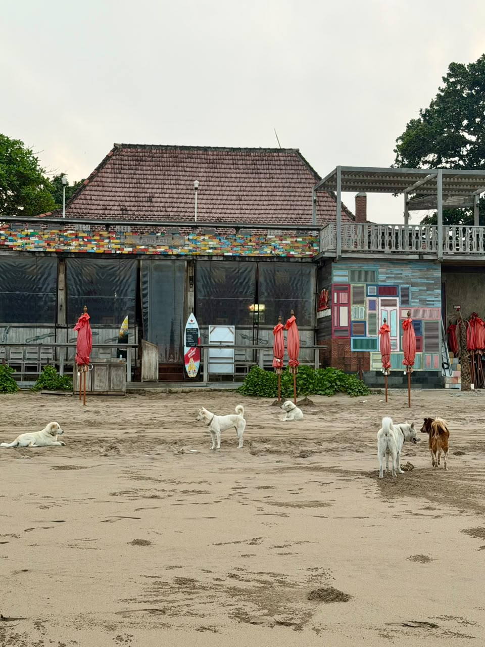 Free-roaming dogs on a beach in Bali, Indonesia
