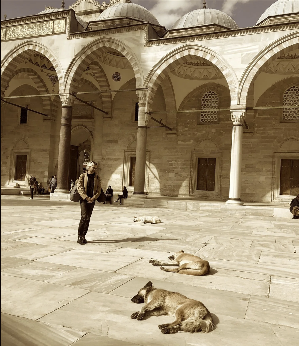 A pack of free-roaming dogs resting in a courtyard in Turkey