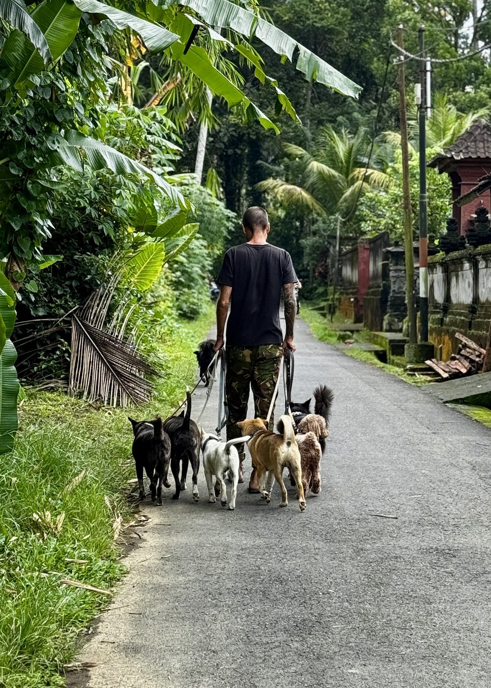 Stephan Mairesse walking dogs under banana leaves