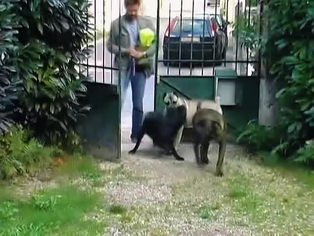 Stephan Mairesse with a dog
